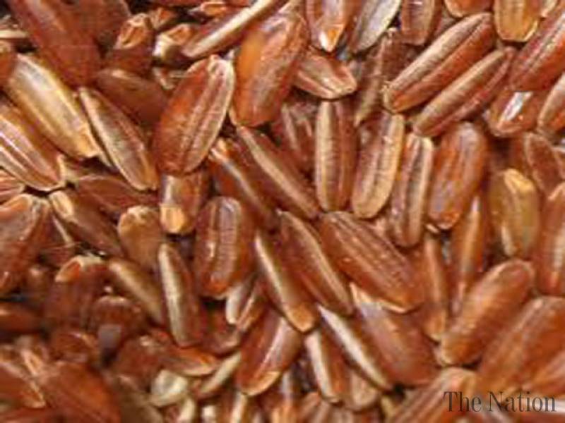 Newly germinated Chinese brown rice to ensure Pakistan’s food security